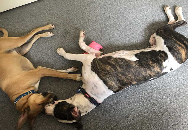 Dash and Lola sleeping together on the floor